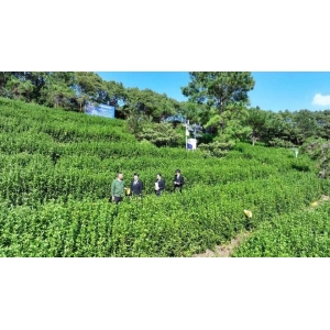 上茶山寻一缕茶香南宫NG·28app